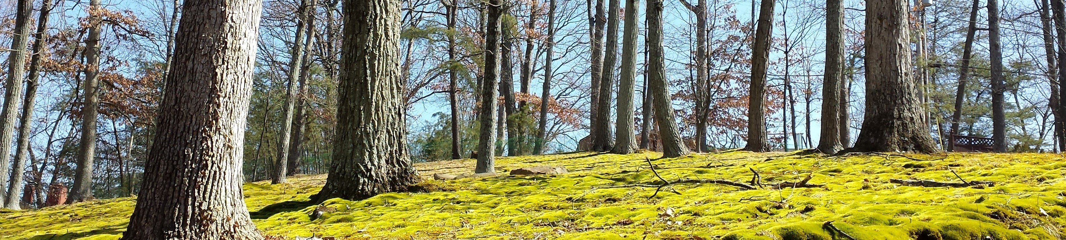 An image of forest with moss covered ground.