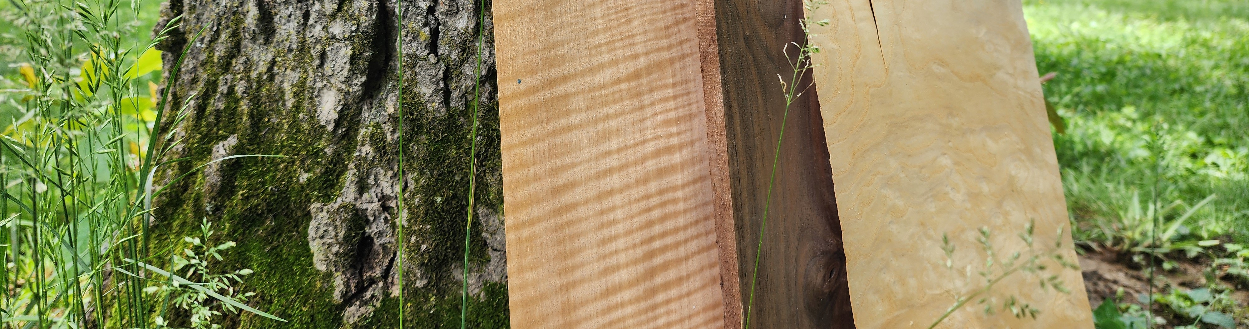 Image of Anigre Fiddleback figured veneer, solid walnut plank, and burly ash veneer, leaning against mossy tree.